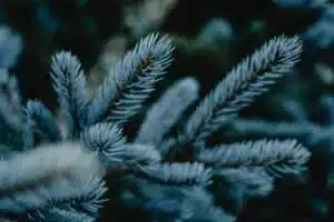 Detailed view of blue spruce fir needles showing natural texture and color.